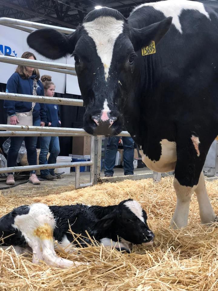 padairymens's tweet photo. If you’re at the Farm Show today, make sure you visit the #CalvingCorner and meet three newborn calves from Mercer Vu Farms! We’re hopeful a fourth calf will be born at some point today. https://t.co/RNK9QhOD8Y