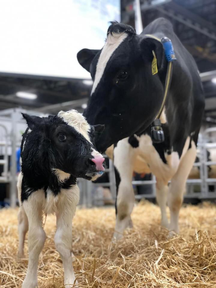 padairymens's tweet photo. If you’re at the Farm Show today, make sure you visit the #CalvingCorner and meet three newborn calves from Mercer Vu Farms! We’re hopeful a fourth calf will be born at some point today. https://t.co/RNK9QhOD8Y