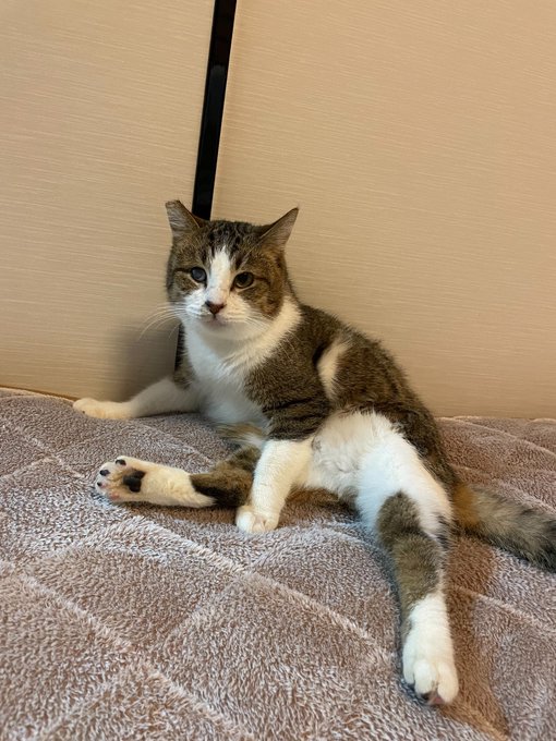 Dear Cat Cafeさんのイラストまとめ