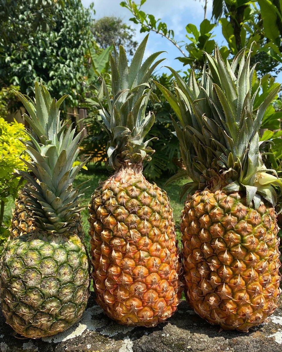 Piña (Ananas comosus). La mayoría de estudios manifiestan que la piña ...