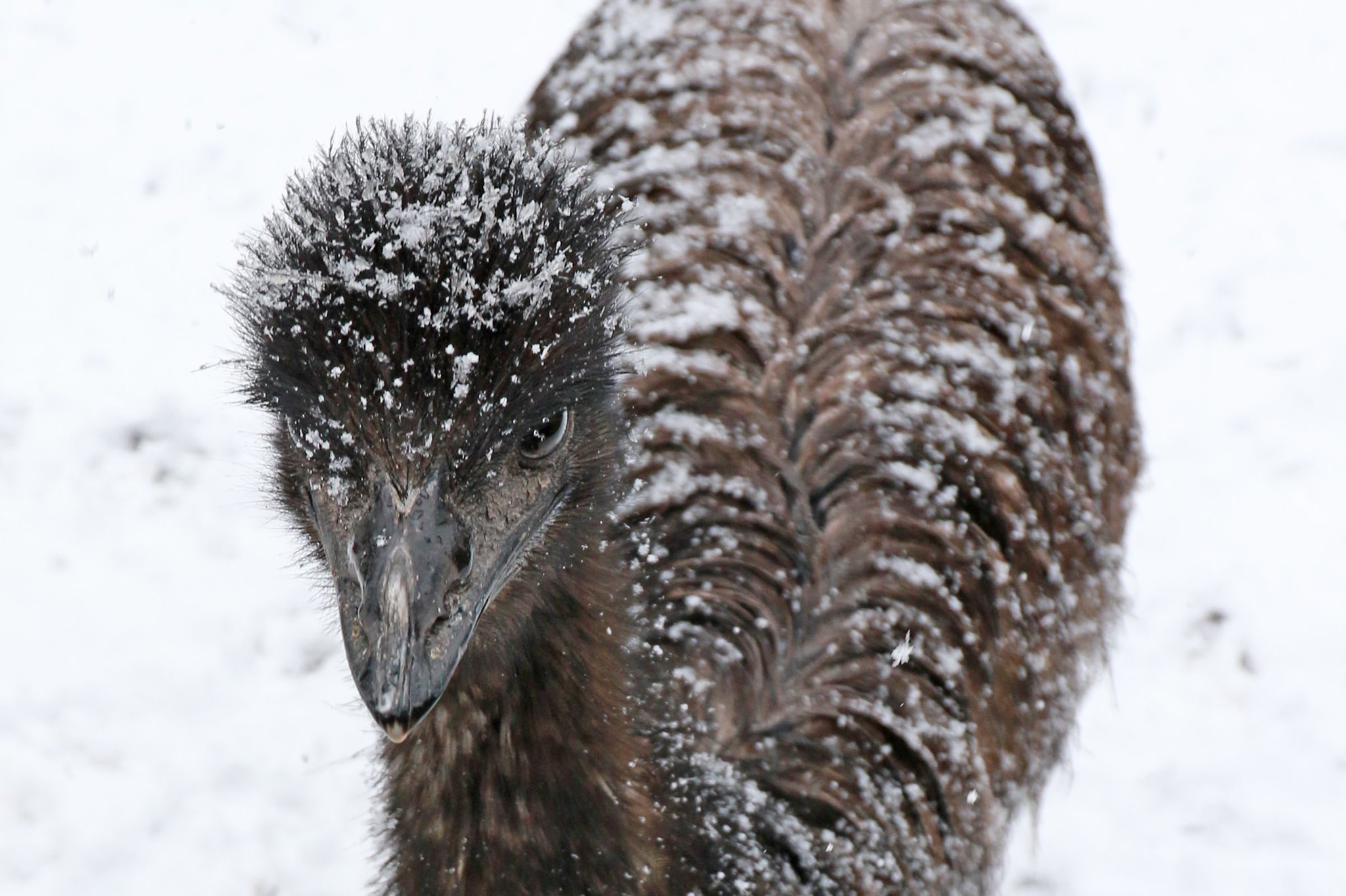 富士花鳥園 雪が降った日 22 01 06 寒くても元気な トガちゃん 鳥たち 花たち お客様に 心も身体も温まる空間を T Co Fbhfxiqjao エミュー クラウドファンディング挑戦中 富士花鳥園の思い出 T Co Ccrcy51bvn Twitter