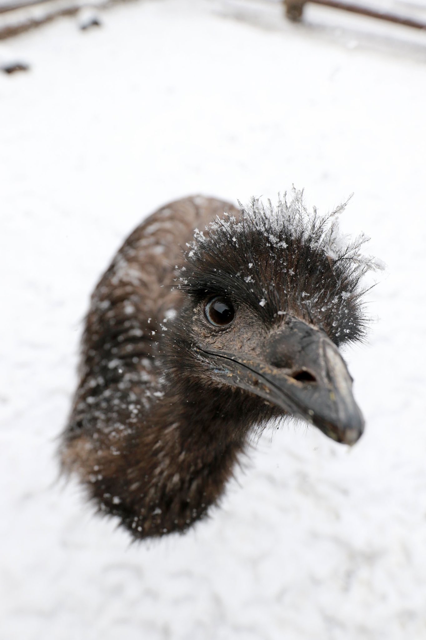 富士花鳥園 雪が降った日 22 01 06 寒くても元気な トガちゃん 鳥たち 花たち お客様に 心も身体も温まる空間を T Co Fbhfxiqjao エミュー クラウドファンディング挑戦中 富士花鳥園の思い出 T Co Ccrcy51bvn Twitter