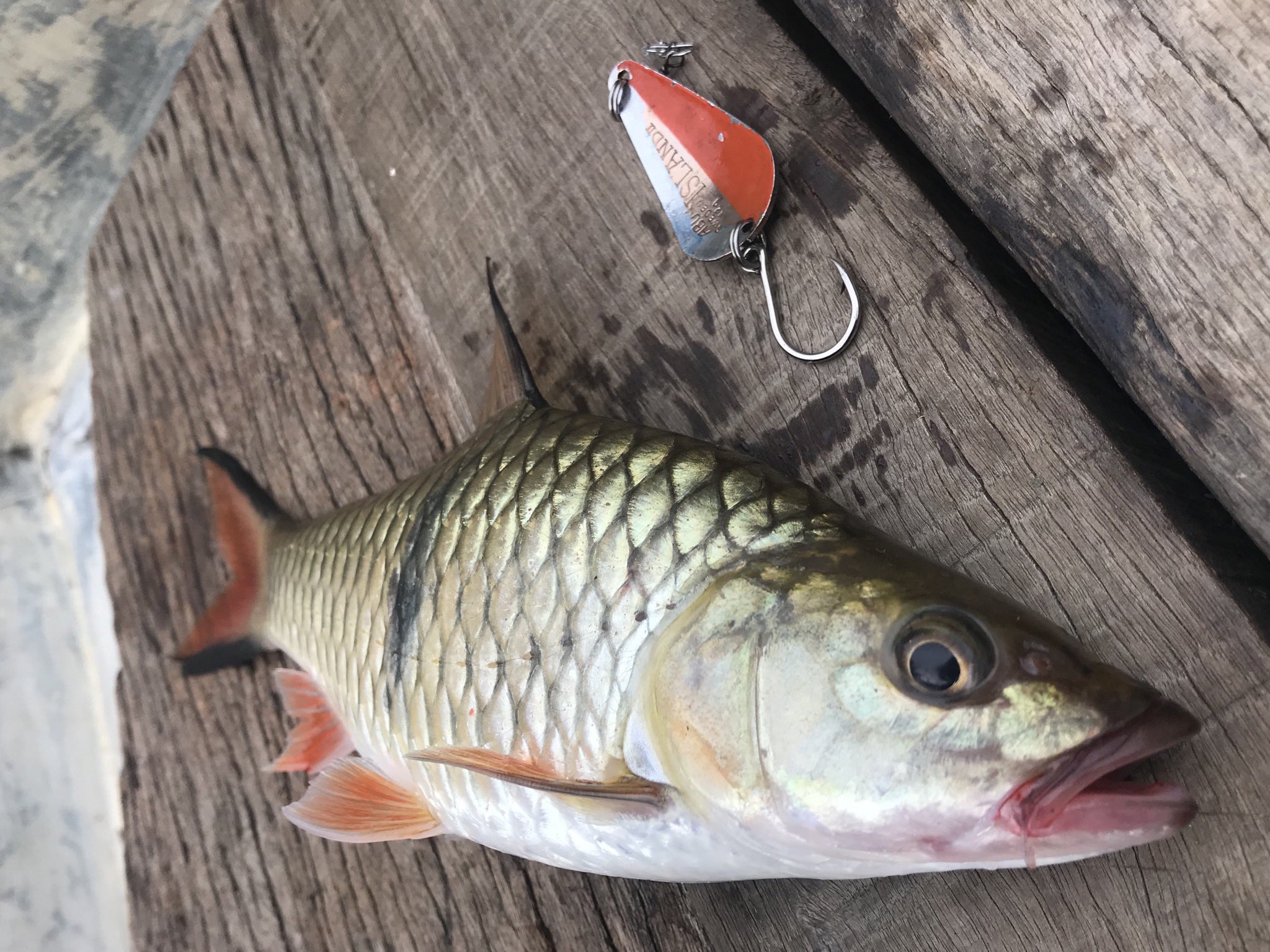 ヤマモト43 釣らせてなんぼのプロガイド ボートマンの方々が使ってって言うルアー 東京湾 アジアの山奥 どこの水辺でもこれは絶対 T Co 5dd9a77dfw Twitter