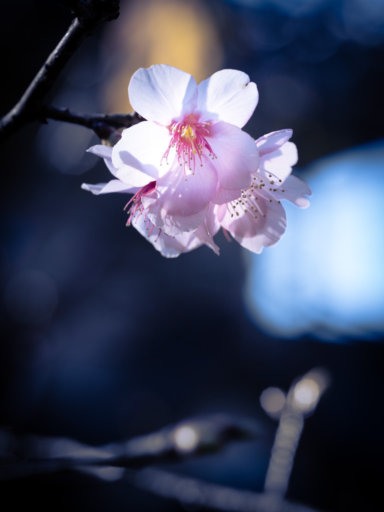 Takao 河津桜 上野公園のカワヅザクラの花 が咲いていました オオシマザクラとカンヒザクラの自然交雑種です 1955年に静岡県の河津川で発見されました 早咲きの桜ですが花も大きく色も綺麗な濃いピンクで見ごたえがあります 花期は2月 3月です 花言葉