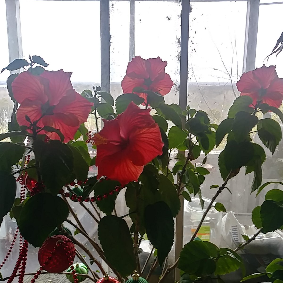 Schatzilein8's tweet photo. We have "Summer in the Winter" in our house! #Blooming 🌺in our kitchen. 💗👍 #Hibiscus #HibiscusTree 🌺 https://t.co/S9OWru3i5p