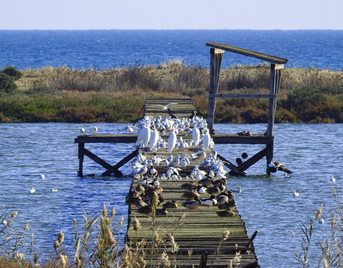 ClaudiaTUNISIE's tweet image. The footbridges over the #Tazarka #Lagoon (Cape Bon, #Tunisia 🇹🇳) are no longer of use to visitors, but they provide great #resting places for #waterbirds. Fascinating how the birds organize themselves according to species. Can you see how many and which species they are?