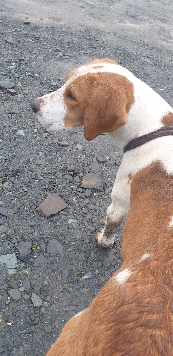 BaldyDavitt's tweet photo. Handsome lad.
#fellhound https://t.co/LPDN90713B