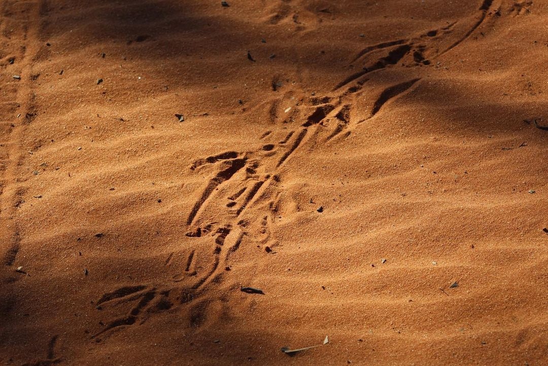 Malleefowl tracks in the red sand - always a sight to behold and great capture by @scipock ! #malleefowl #savingmalleefowl #wildoz