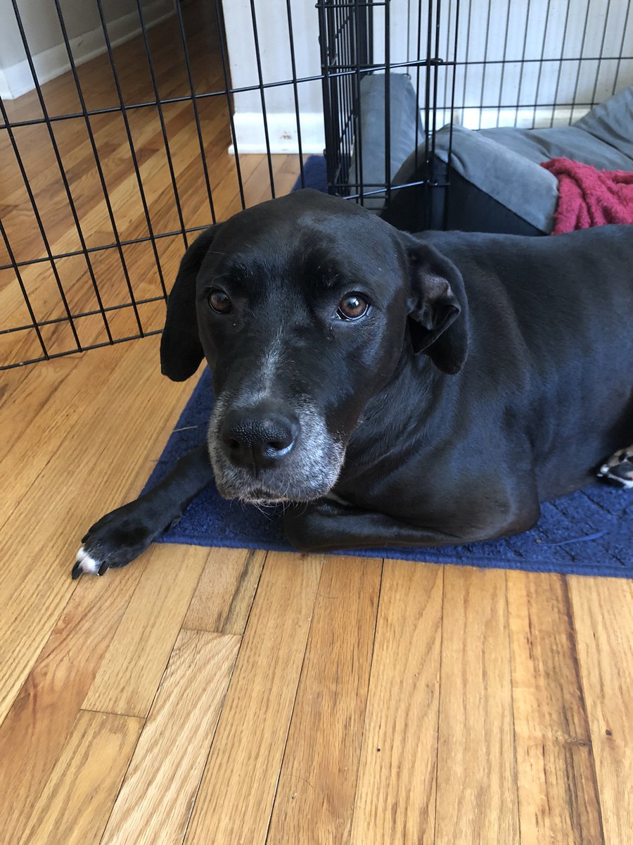 MyBFL's tweet photo. @JoJoFromJerz My handsome boy Vader https://t.co/ZB2nd3JLoW
