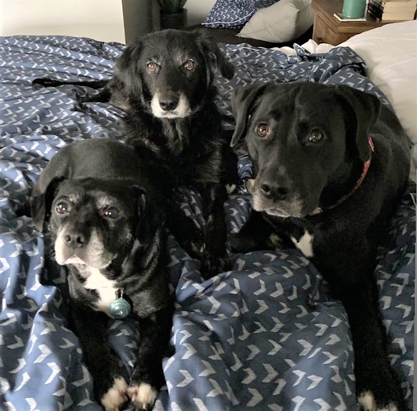 DrEllenKinzl's tweet photo. Excited to announce that RVT Renata has finally completed her set! Nana (in the back) has now joined Veronica and Grandpaw as part of the family!
.
.
#newdogs #blackandwhite #vettechs #petcare #officedogs #trio #libertyvillage #veterinarian #torontodogs https://t.co/d5Fw4XaLmM