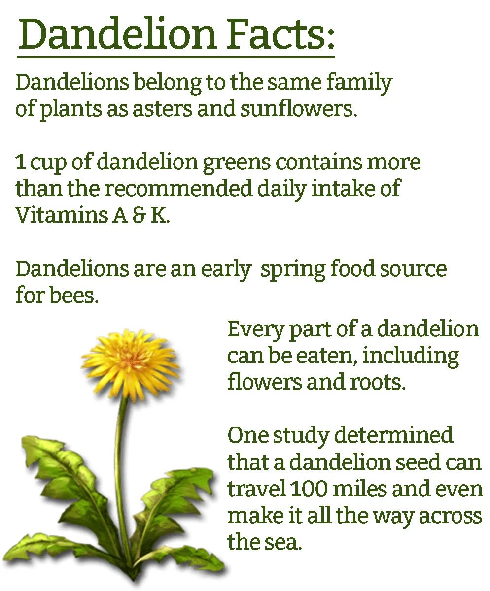 OperationEarth5's tweet photo. Do you know all the essential #plants that grow in your backyard?? The #DANDELION is one of the most ubiquitous beneficial #medicinal plants.

 #operationearth #OE5criticalay #springflowers #springtime #springsummer #plantsofinstagram #plantpower #plantlife #Flowers #biodiversity https://t.co/a431uCFMV0