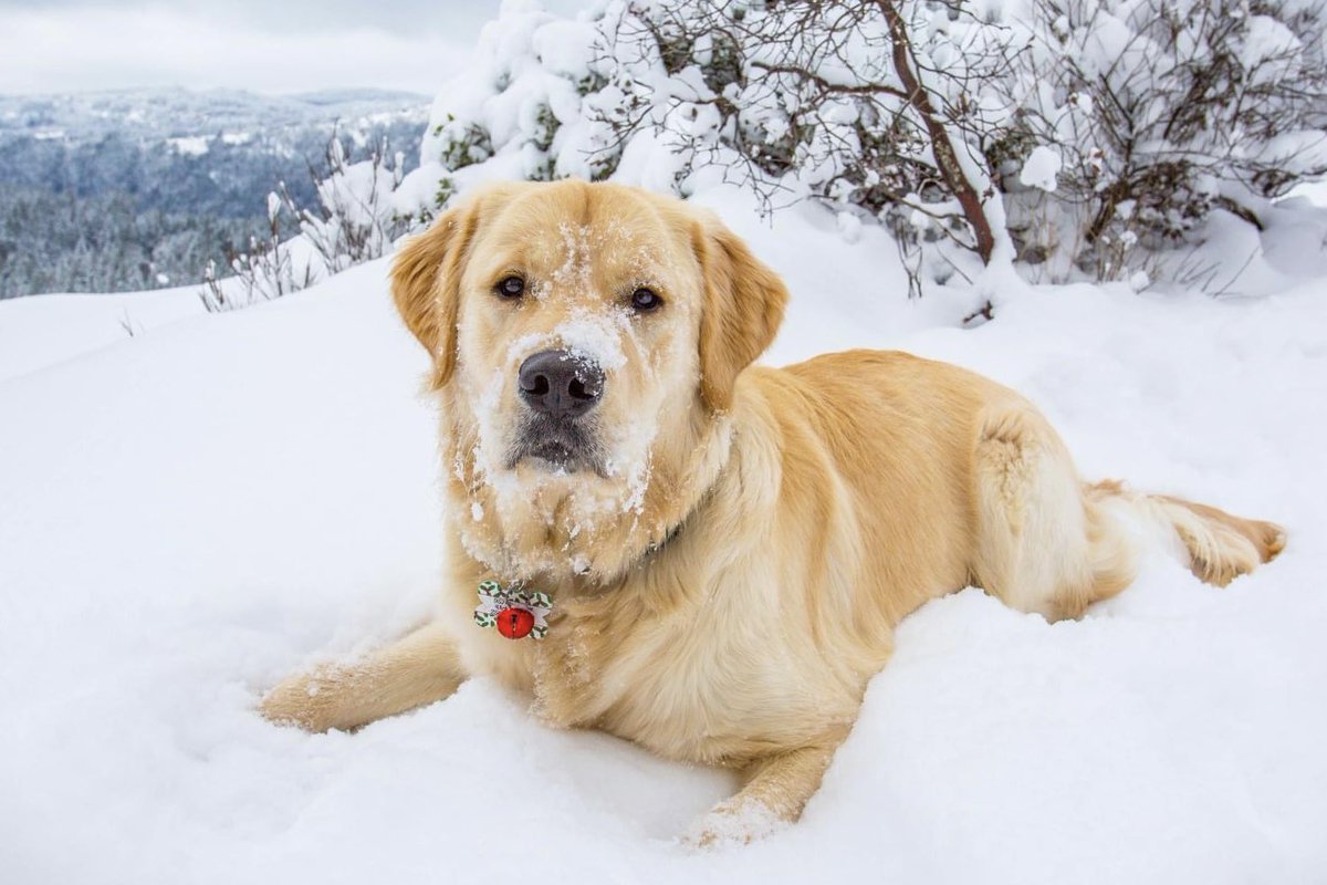 9 Month old Chase. We love our hikes and photography🐶❄️