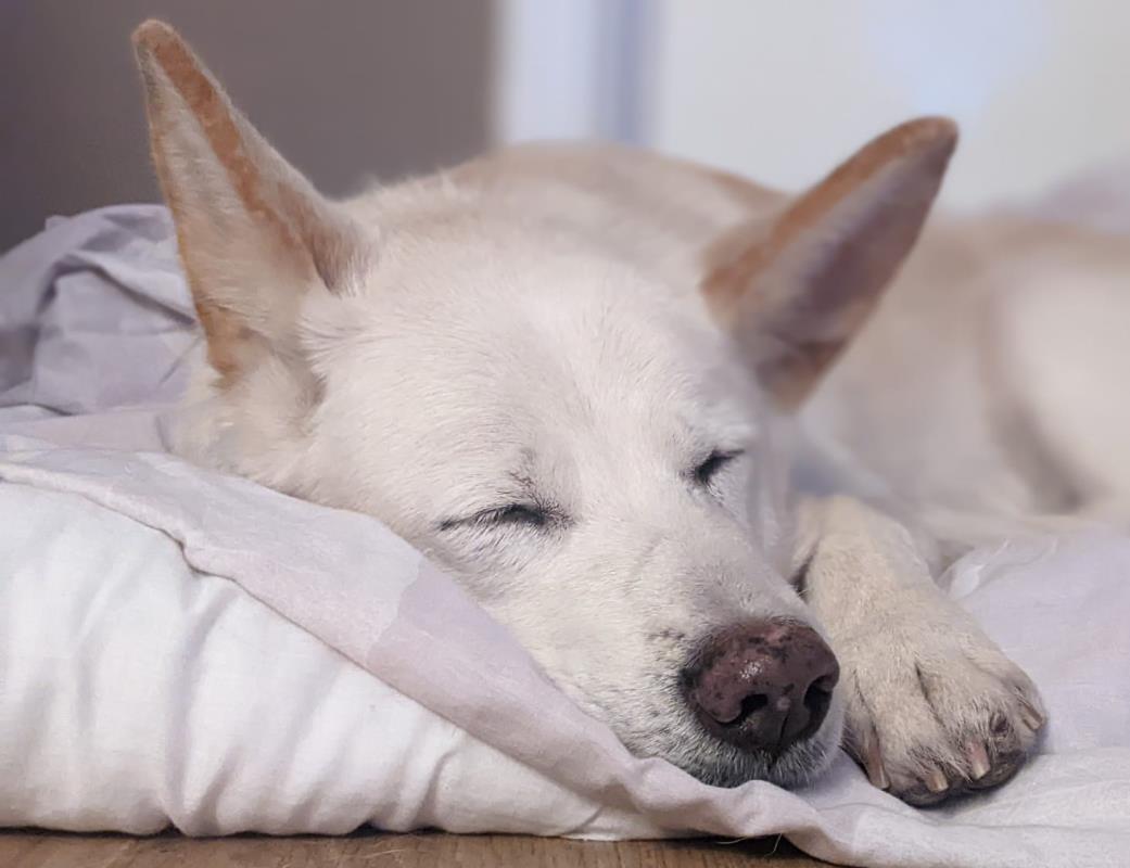 AdoptionsUk's tweet photo. Please retweet to help Zoe find a home #MANCHESTER #ENGLAND
German Shepherd Cross, aged 12. she settled well in a foster home, needs a forever home now. She would like to be the only pet in an adult home, please share
https://t.co/vXx9xG5FVPโฆโฆโฆ
#pets #dofs #DogsofTwittter https://t.co/HLKPhfWsg1