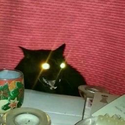 Cat Dealer (@catpicsdealer) on Twitter photo 