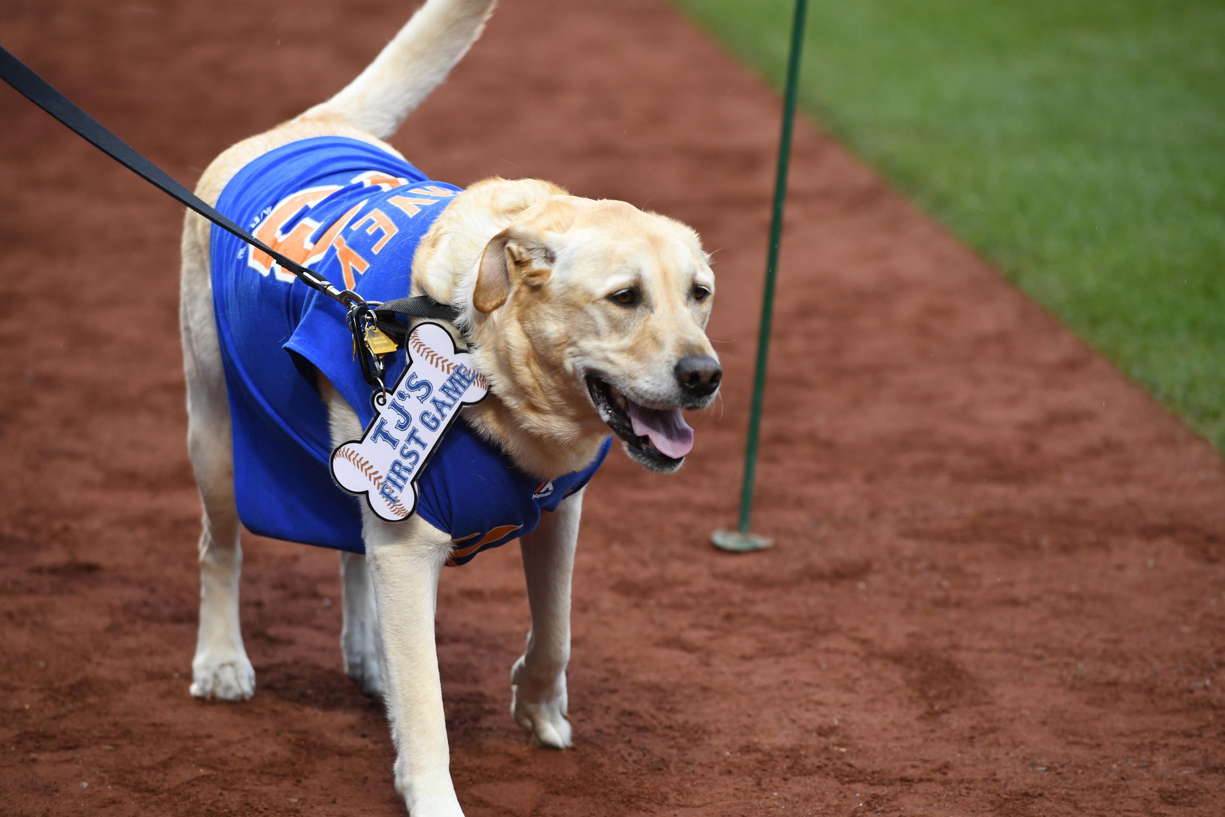 ny mets dog apparel