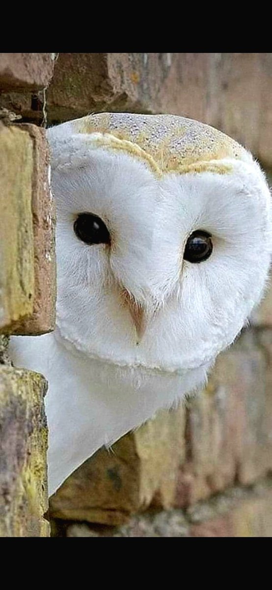 Happy start to the week..😘🦉💞