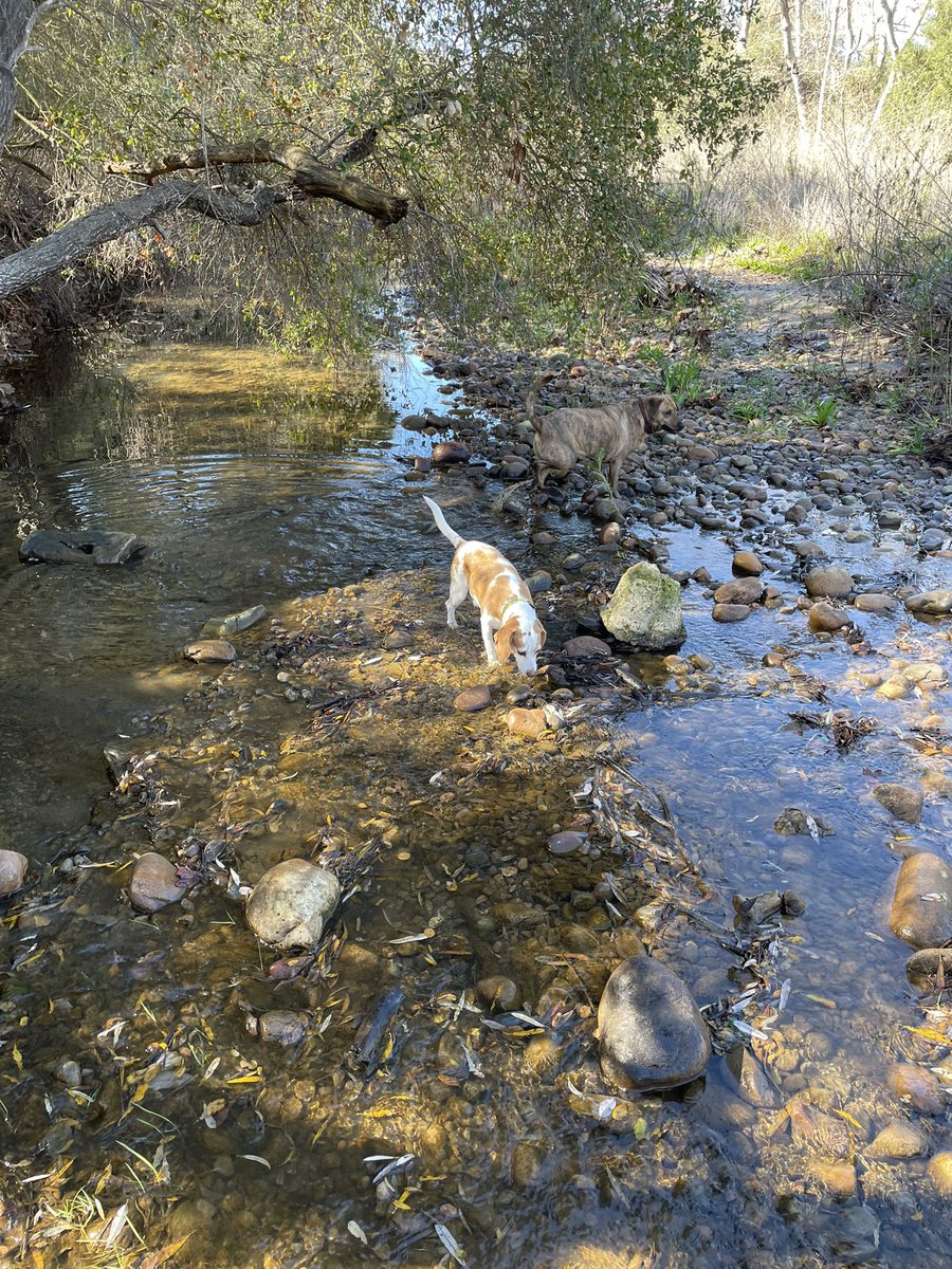 DaisyLemonBeag's tweet photo. Went on a hike today with my buddy, Lola. We had a ton of fun! She belongs to @azrover, pal of my hooman, @CraigHarrisUSAT. They told us they were watchdogs at @azcentral &amp; @USATODAY. We think they’re cheapdogs! They didn’t get us any snacks when they went to lunch! #tightwads https://t.co/e0iUYGUAd9