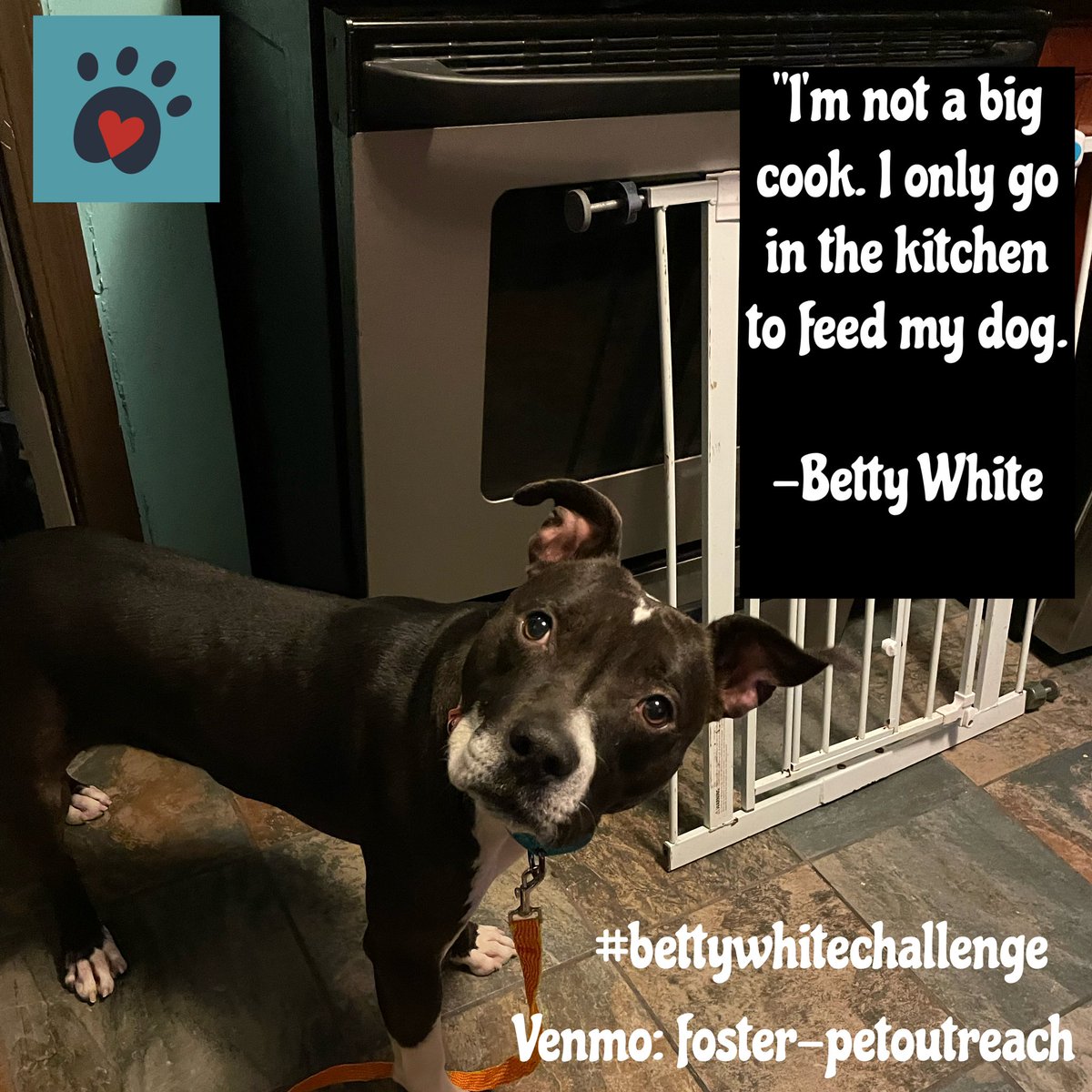 Foster Pet Outreach tweet media