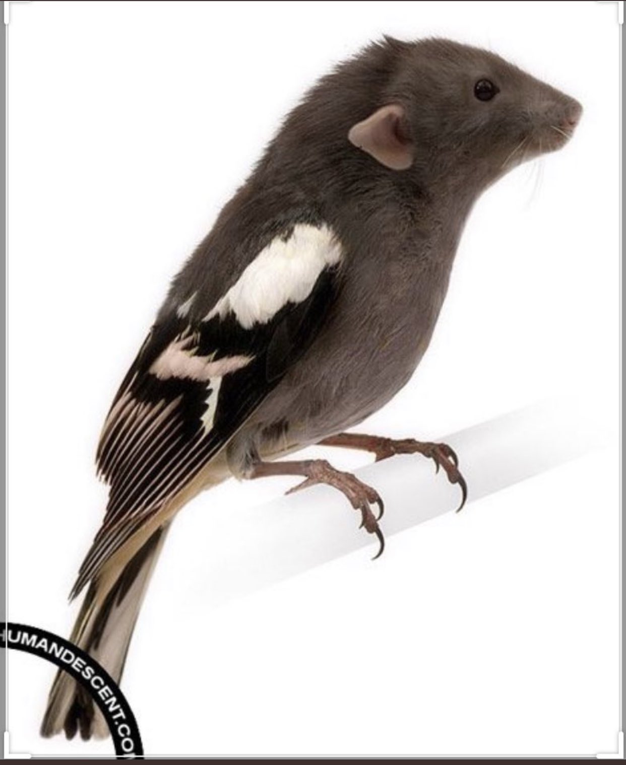 【中古】 Know Your Rodents MrBird 中古】 Know Your Rodents MrBird