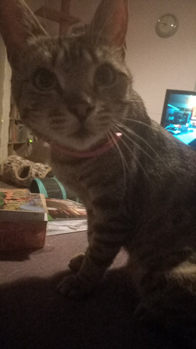 CelesteWobbly's tweet photo. Hello I'm Celeste I'm new to Twitter. I have Cerebellar Hypoplasia, but I still love playing, eating and watching TV. 

@CatsofTwitter https://t.co/n1e8n6PcCz