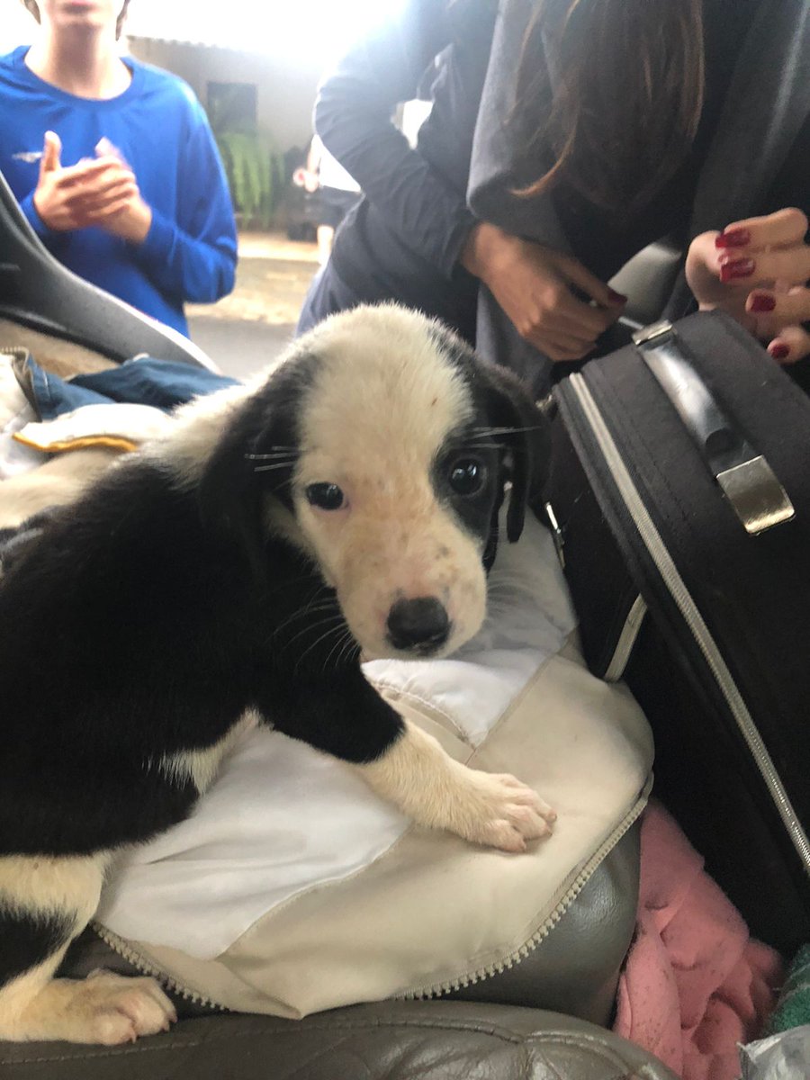 019_livia's tweet photo. ATENÇÃO!!! 
Achamos 4 cachorrinhas abandonadas na caçamba, uma ainda não conseguiu um lar!! 
Fêmea, aparentemente de porte médio, super dócil. 
Quem tiver interesse de cuidar desse neném entre em ctt cmg via dm !!! https://t.co/tzIC8yLDEC