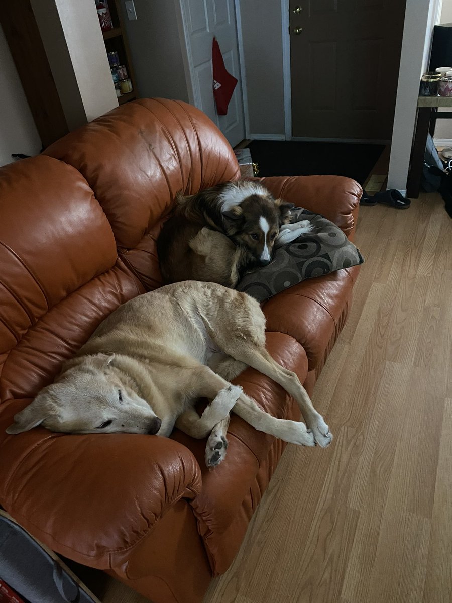 MRMerrick's tweet photo. Ranger and Doyle living their best lives with nap time. I am jealous. https://t.co/cofHzga7zN