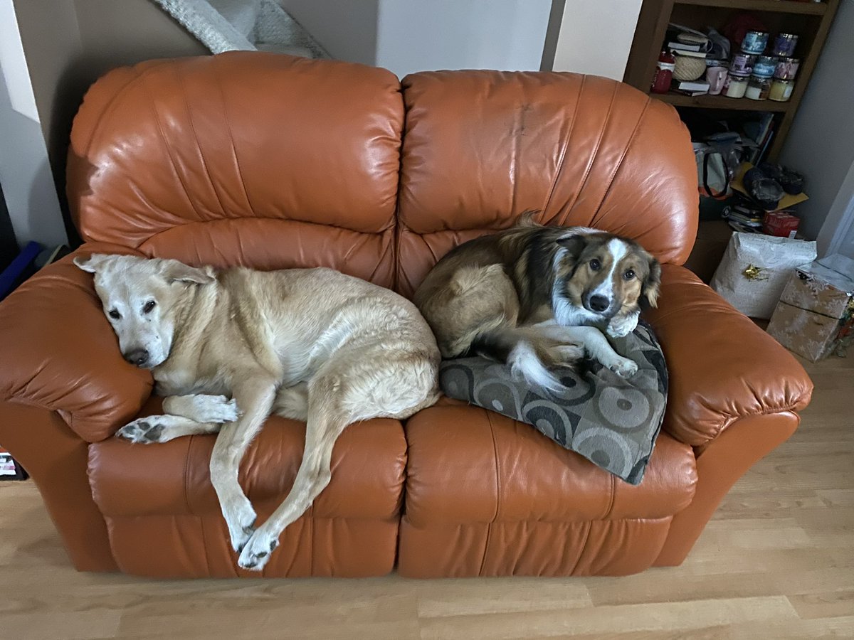 MRMerrick's tweet photo. Ranger and Doyle living their best lives with nap time. I am jealous. https://t.co/cofHzga7zN