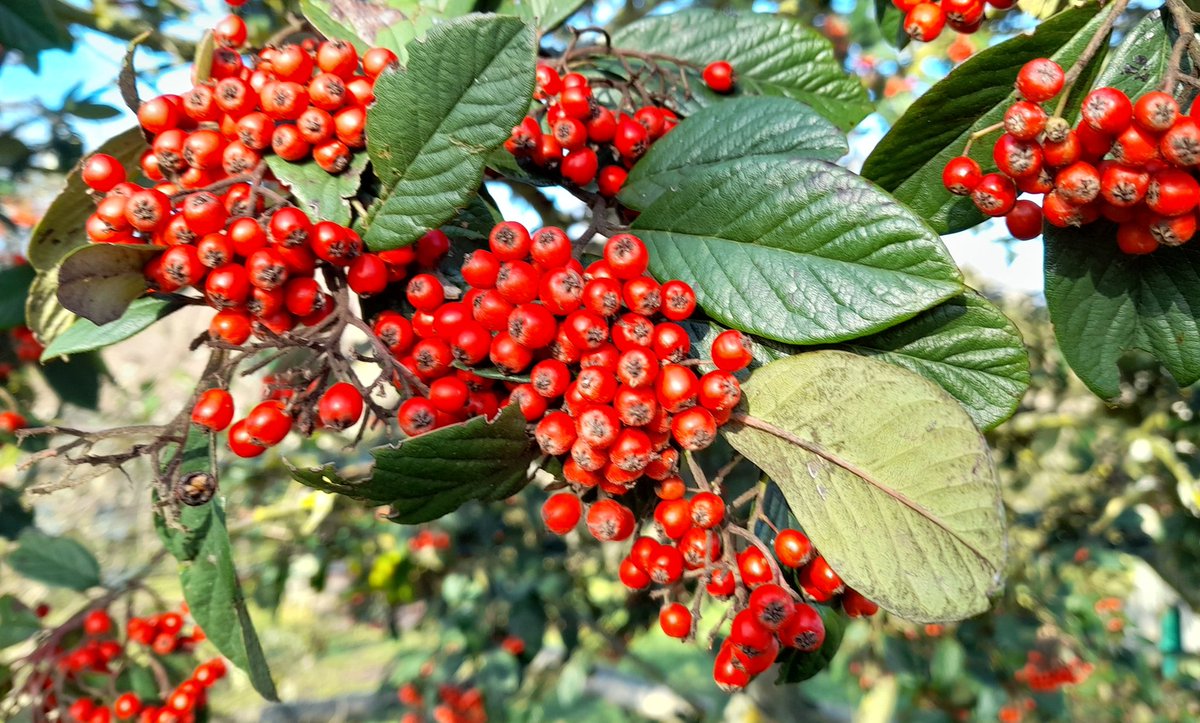 berietree's tweet photo. I've had a berry 😉 good day today, spotting this on a sunny winter's walk ☀️🍒🌳 #berries #trees #berrytree #NaturePhotography #nature @berietree https://t.co/6AUsT61EdP https://t.co/haJesaZd6O