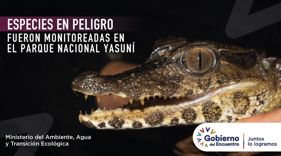 EcuadorMAE's tweet photo. NOTICIA | El Parque Nacional Yasuní junto a un equipo de especialistas ejecutó el monitoreo de delfines de río y caimanes, a fin de estimar las poblaciones de estas especies, y garantizar su sostenibilidad y conservación.
Lee más ➡️ https://t.co/utCHVFrD8H https://t.co/oBrRusUYsS