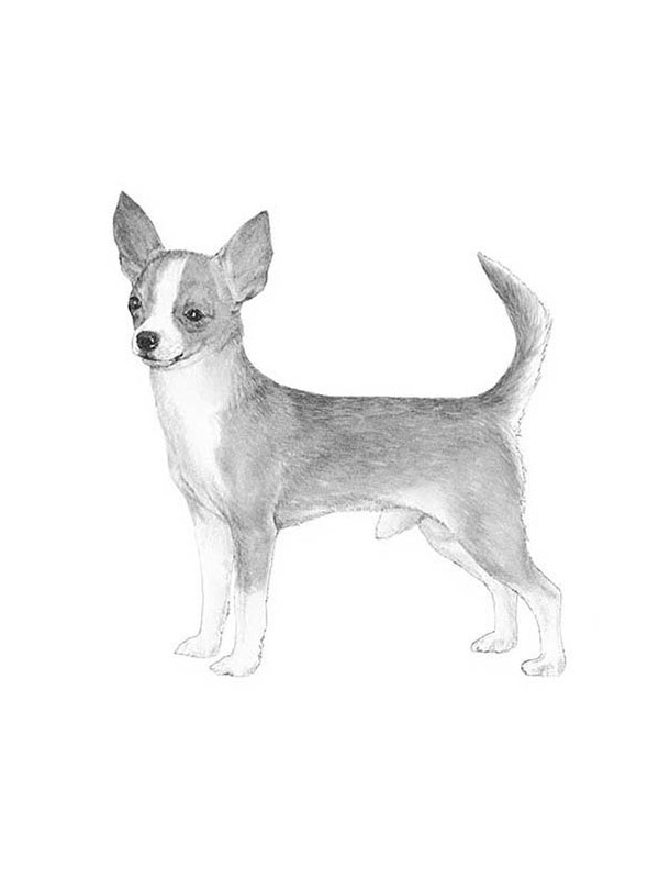 fidofinder's tweet photo. Lost dog Annie Oakley in Las Vegas, NV US (89166) #lostdog https://t.co/qD7mwNlTcu https://t.co/dLNAaFB72P
