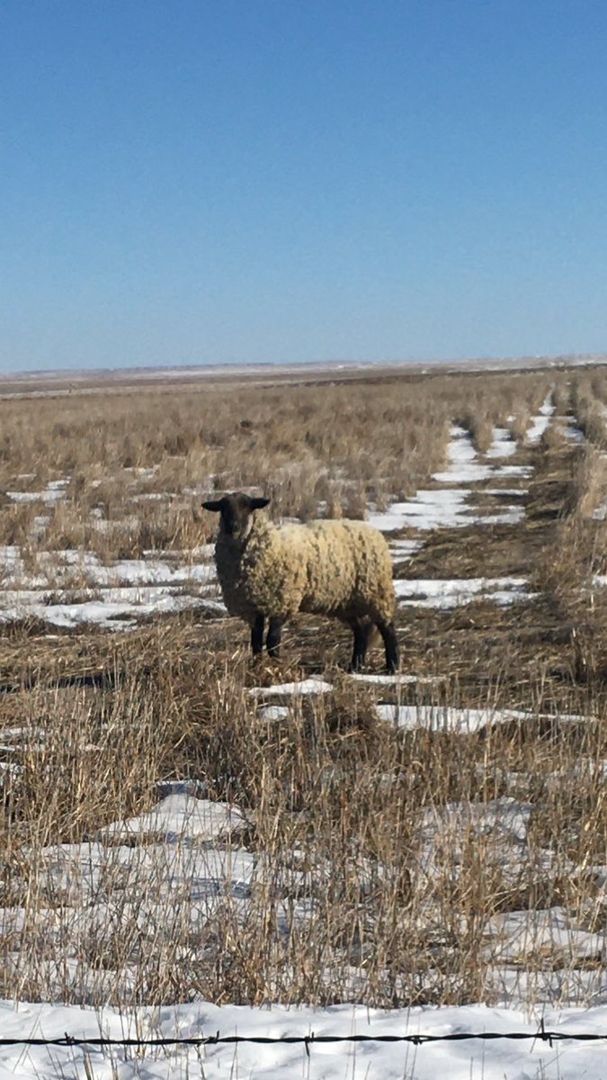 JanetLKing's tweet photo. This sheep showed up at our farm today. We don't have a clue where it came from. After feasting on our wheat, it headed north toward the Smoky Hill River. https://t.co/IdCMG904FZ