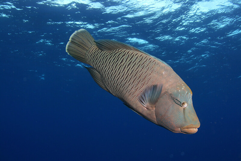 Pacificklaus's tweet photo. There are several reasons to love #Palau, one is that it's still possible to see large adult Napoleon #wrasses. Where did it get its name from? Did this fish try to invade Russia? #scuba #ocean #underwaterphoto https://t.co/JmFavxpHNf