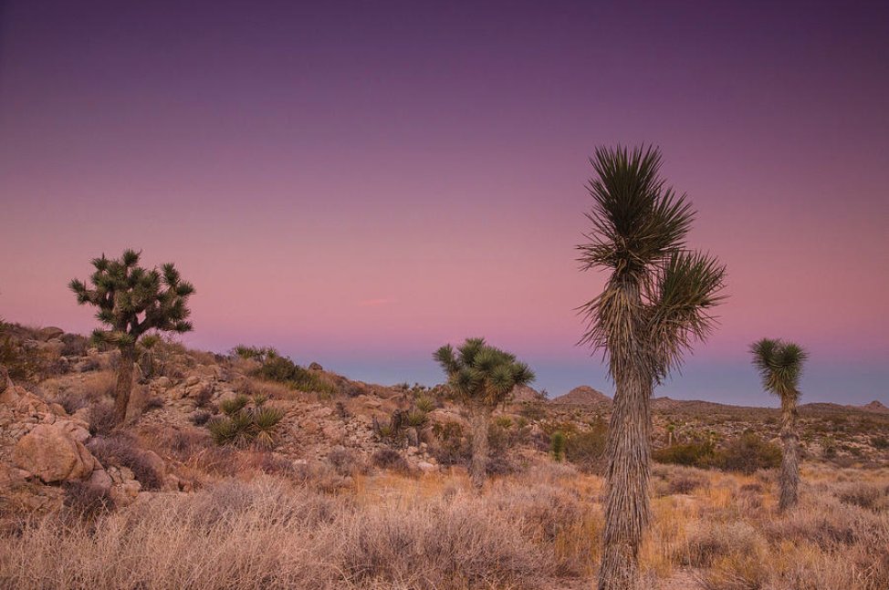 Sometimes I need only to stand
wherever I am
to be blessed - #MaryOliver

Hiking in the #MojaveDesert gives you plenty of opportunities to feel #blessed #JoshuaTreeSunset #JoshuaTreeHikes #MaryOliverQuotes #DesertSunset

kunal-mehra.pixels.com/featured/blues…