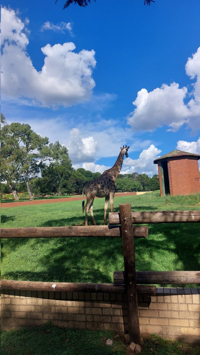 "Stand up, stand out &amp; stand tall" 

#giraffe #zoo #life #love #animals #fun #happyvibes