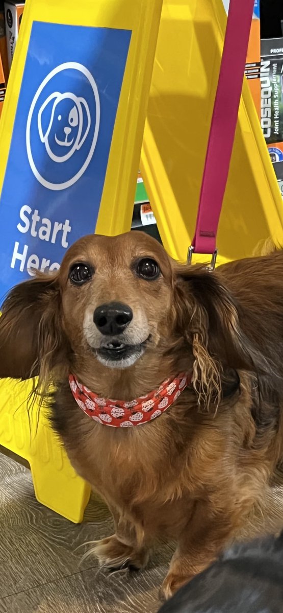 pspwny's tweet image. Rita Came in to see VIP PET CARE... she's next...
#petsuppliesplus #minusthehassle #VIPPETCARE