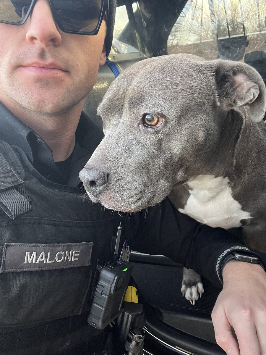 Found this little sweetheart wondering around Halleck Park. She is super nice and loving. We are trying to find the owner who we think lives nearby. Please share!
<a href="/CityofPapillion/">City of Papillion</a>