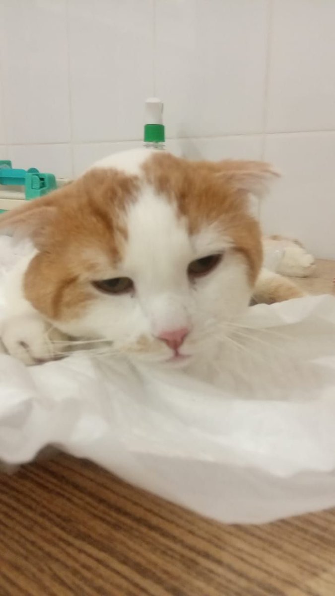 Деревня Павлино частный сектор детская площадка около церкви
Найден домашний кот ❗❗❗
Малыш кричал, мимо шли люди. Сейчас после больницы. Переохлаждение. 
Может быть получится найти хозяина. #rt я верю в силу тви!