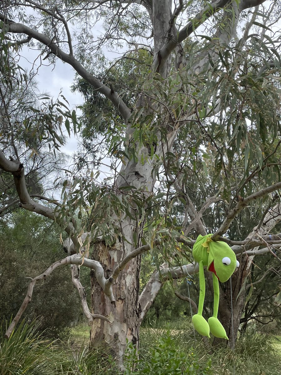 topherrl's tweet photo. Good morning.@arborsmarty #sadmuppet #trees https://t.co/gvxYxc0PmD