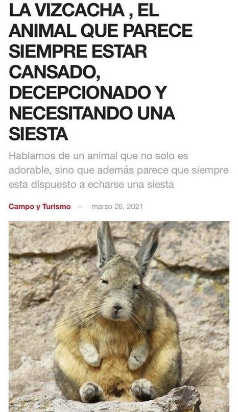 ChrissLR99's tweet photo. Soy una vizcacha https://t.co/4qiGwRvIH9