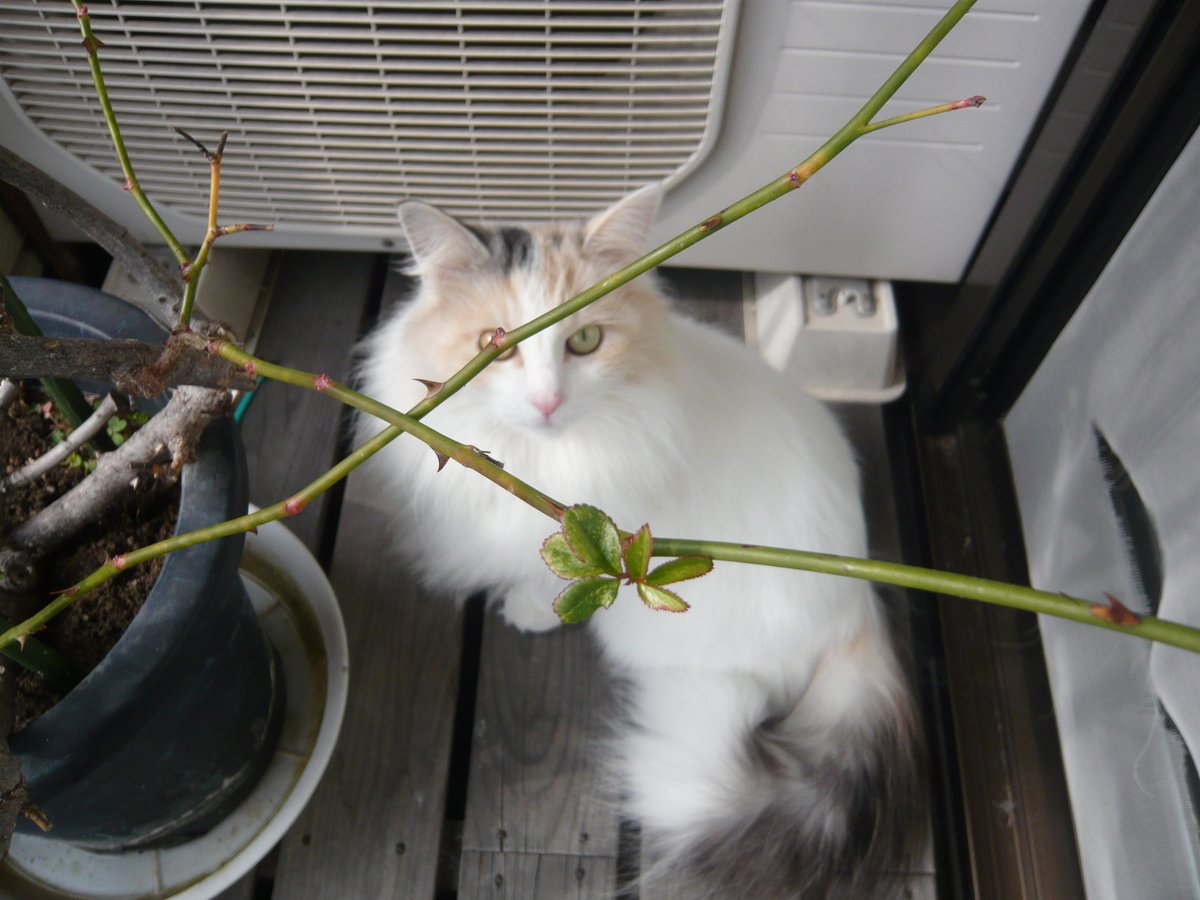 落葉しツルツルだったバラから、新しい葉の生え始めを見守るモフモフな猫。 ＃猫 ＃猫のいる生活 ＃猫写真 ＃バラ