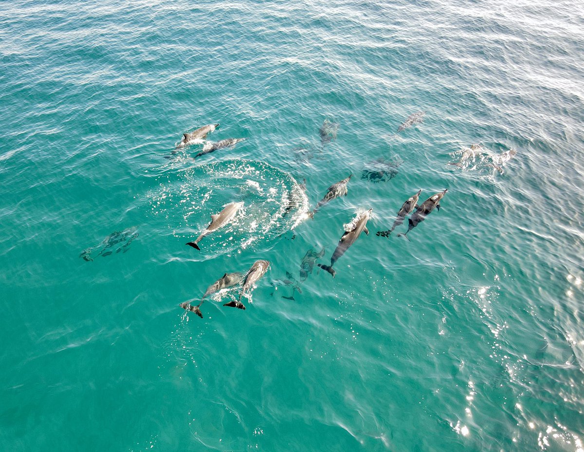TheTomGeorge's tweet photo. Winter whale season in Hawaii — great views of some whales and dolphins off coast of Shipwreck Beach on Kaua’i from @KITV4 viewer @reubenkamp 🐬 🐋 #Hawaii #HIWX https://t.co/yQV5h86kp4