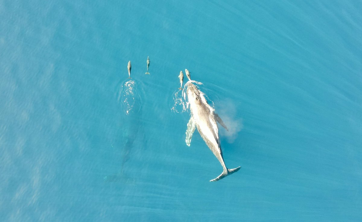 TheTomGeorge's tweet photo. Winter whale season in Hawaii — great views of some whales and dolphins off coast of Shipwreck Beach on Kaua’i from @KITV4 viewer @reubenkamp 🐬 🐋 #Hawaii #HIWX https://t.co/yQV5h86kp4
