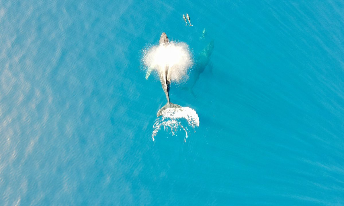 TheTomGeorge's tweet photo. Winter whale season in Hawaii — great views of some whales and dolphins off coast of Shipwreck Beach on Kaua’i from @KITV4 viewer @reubenkamp 🐬 🐋 #Hawaii #HIWX https://t.co/yQV5h86kp4
