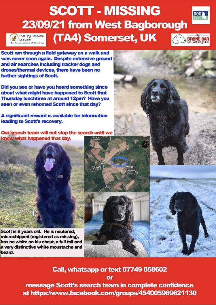 I can’t do anymore of this life without my best pal-just one person could see and know something. 

I urge you, HUGE cash reward is waiting. You can go through someone else, I don’t even ever have to know who you are. I just want him home Please - Call in confidence 07749058602