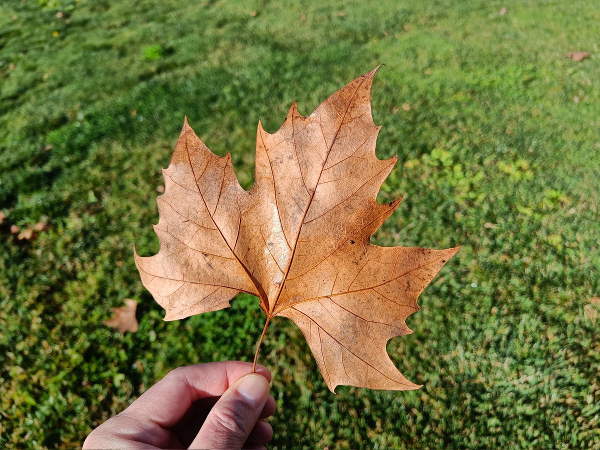 grant_likes's tweet photo. First shots from the #OnePlusNord2 📸 https://t.co/B8k4qSLOM0