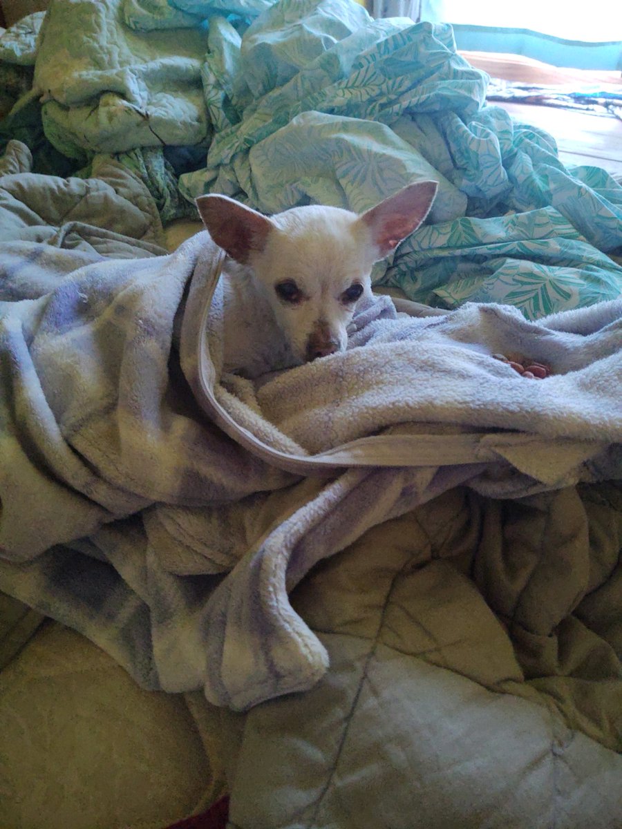 Long John Bungee and Kitty Bones (@bungeekitty) on Twitter photo Frens, me & <a href="/LokiOfLixley/">Loki of Lixley🌈</a> was out pawtrolling for ZOMBS but we found dis lost Lil fren instead. South Roxana IL. We is taking good cares of her til her hooms are found. Please put the word out! Fanks frens. #zshq <a href="/ZombieSquadHQ/">ZombieSquadHQ💖💚🧡💚🩵©</a> Frens, me & <a href="/LokiOfLixley/">Loki of Lixley🌈</a> was out pawtrolling for ZOMBS but we found dis lost Lil fren instead. South Roxana IL. We is taking good cares of her til her hooms are found. Please put the word out! Fanks frens. #zshq <a href="/ZombieSquadHQ/">ZombieSquadHQ💖💚🧡💚🩵©</a>