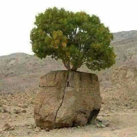 enzobianchi7's tweet photo. Nell’arido deserto, dove mai non piove,
basta un po’ di rugiada perché un seme germogli, cresca,
e spaccando la dura pietra diventi un albero:
così nelle vicende umane basta un po’ di amore
perché la vita trovi senso
e frantumando cuori di pietra diventi una grande comunione. https://t.co/m0O08tg5AS