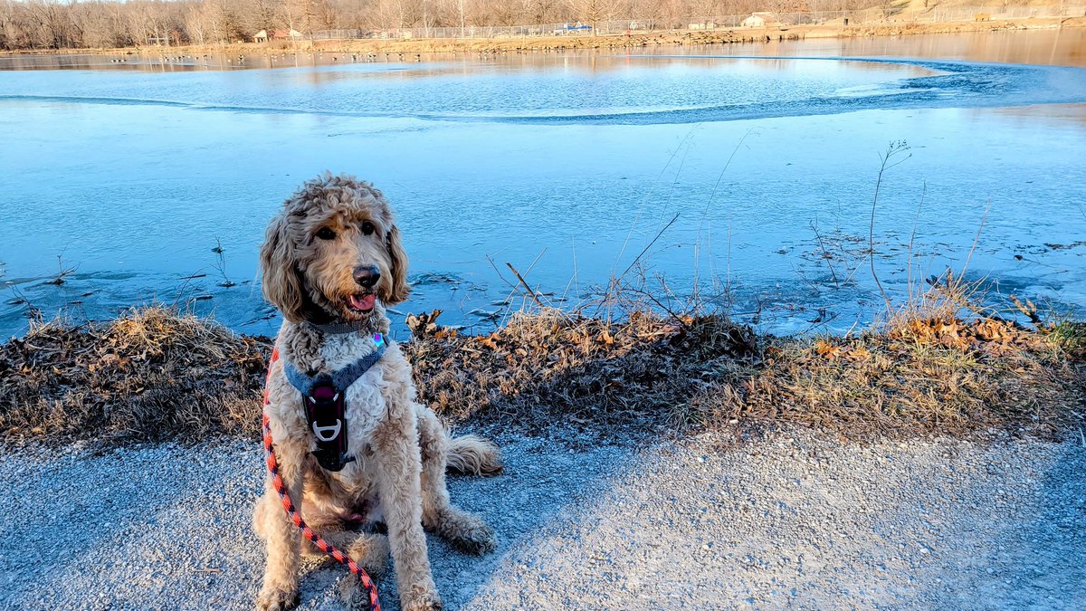 KittyCat1964's tweet photo. Ziggy in his element ๐ฆ๐๐ฆขโ #Doodles #ziggyjohn #dogsoftwitter #twinlakes https://t.co/2ZCINXr7cr