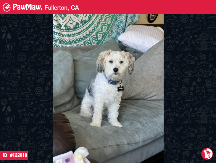 PawMawOfficial's tweet photo. TUCKER – LOST DOG IN FULLERTON, CA, 92833

More Details:
https://t.co/Ii8MtveT9H
#LostPetFlyer
#LostDog #LostPet #MissingDog
#LostCat #LostPetFlyer #FoundPet https://t.co/ianIyE5gAP