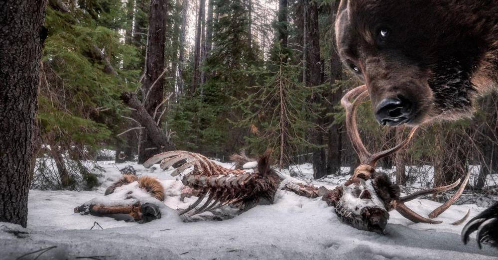 JimVanNostrand's tweet photo. Launched a major series on grizzlies in the @missoulian today. Culmination of months of work by @RobChaney1 and several other Lee reporters in Montana. Proud of the result. Local journalism matters! https://t.co/jRsttVaVlJ https://t.co/ug5hMjO2Gu